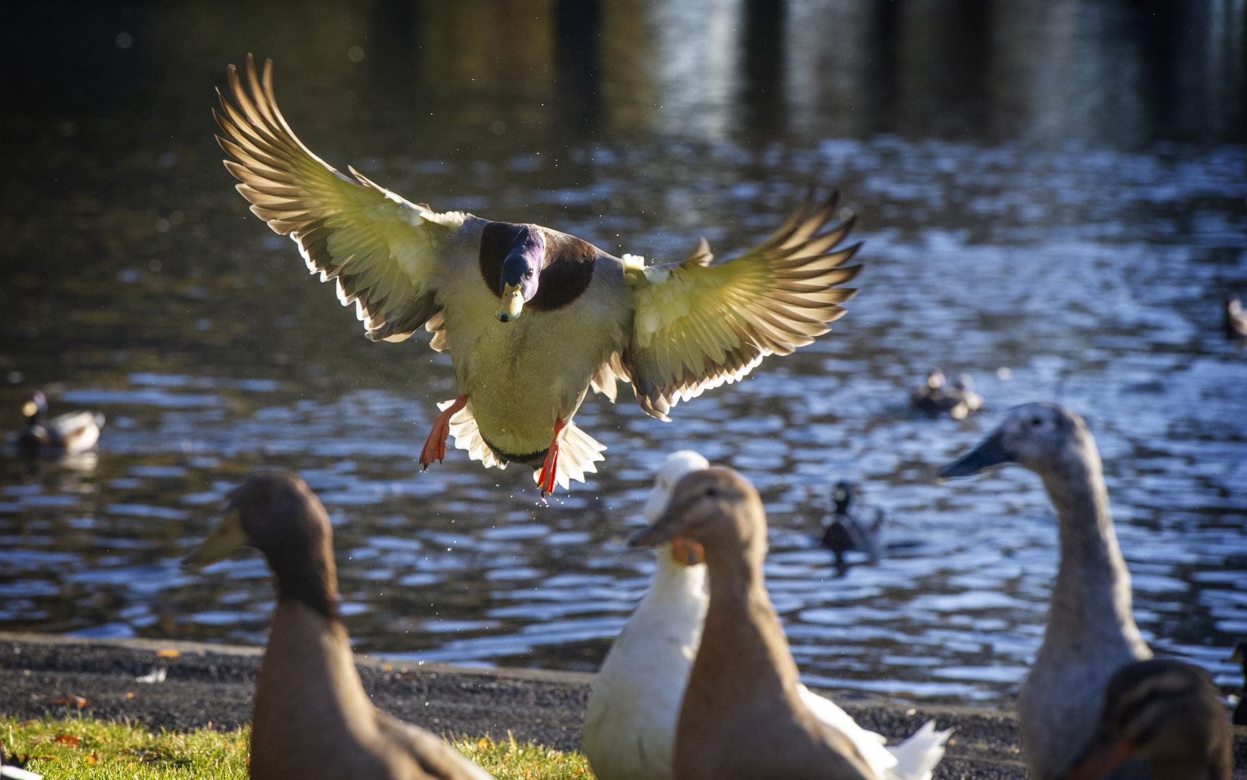 MALLARD ON SHORT FINAL
